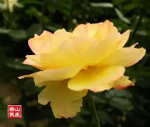 八戒体育-当逼王遇上驪王，足球豪强争奇斗妍(港片集齐五京打造顶级豪强)